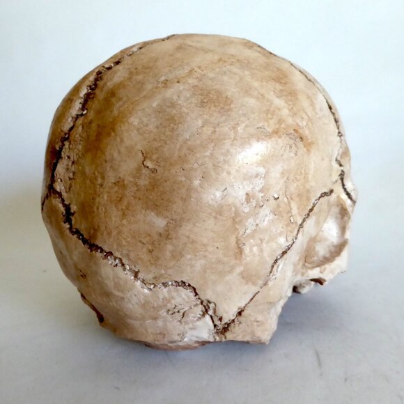 NEW ARTISAN HANDCRAFTED REALISTIC HUMAN SKULL HALLOWEEN PROP ODDITY - Picture 4 of 11